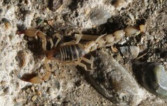 Bothriurus burmeisteri
