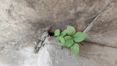 Parietaria judaica