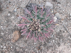 Ferocactus recurvus recurvus