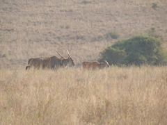 Tragelaphus oryx pattersonianus