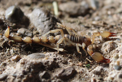 Bothriurus burmeisteri