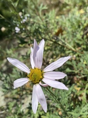 Chrysanthemum sinuatum
