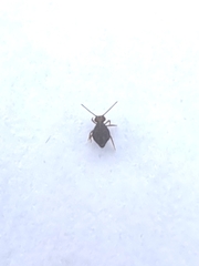 Dicyrtomidae