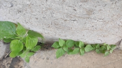 Parietaria judaica
