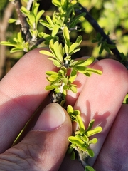 Citharexylum brachyanthum