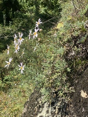 Chrysanthemum sinuatum