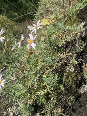 Chrysanthemum sinuatum