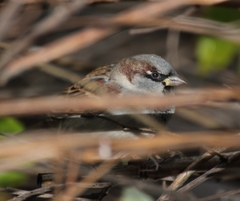 Passer domesticus