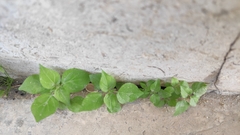 Parietaria judaica
