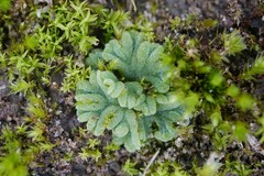 Riccia