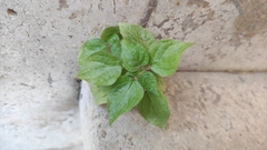Parietaria judaica