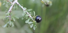 Condalia mexicana
