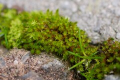 Ptychostomum capillare