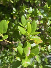 Rhododendron ledebourii