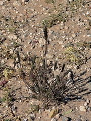 Enneapogon desvauxii