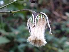 Clematis lasiandra