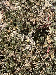 Tidestromia lanuginosa