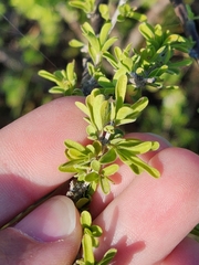 Citharexylum brachyanthum