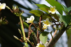 Plumeria obtusa