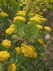Hymenolepis crithmifolia