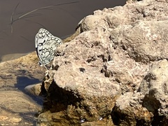 Melanargia russiae