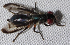 Senopterina