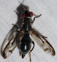 Senopterina