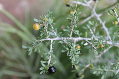 Condalia mexicana