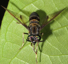 Acanthocera