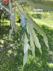 Salix viminalis