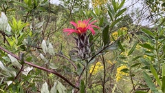 Mutisia coccinea coccinea