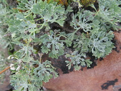 Artemisia alaskana