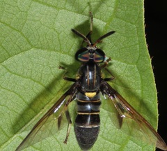 Acanthocera