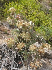 Crassula arborescens