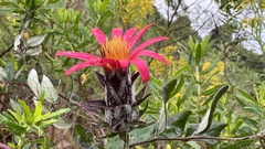 Mutisia coccinea coccinea