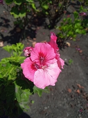 Anisodontea scabrosa