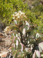 Crassula arborescens