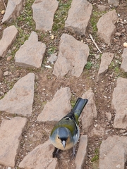 Fringilla coelebs maderensis
