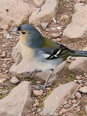 Fringilla coelebs maderensis