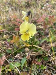 Viola altaica