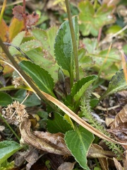 Viola altaica