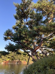 Pinus densiflora