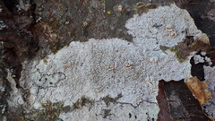 Lecanora carpinea