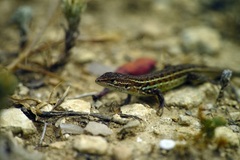 Psammodromus occidentalis