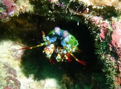 Odontodactylus scyllarus