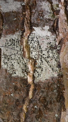 Lecidella elaeochroma