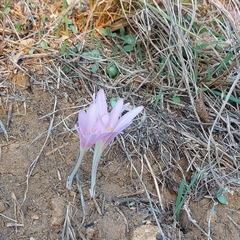 Colchicum