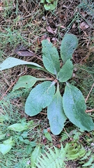 Verbascum nigrum