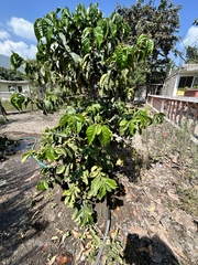 Coffea arabica