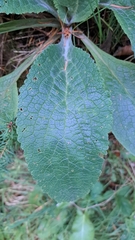 Verbascum nigrum